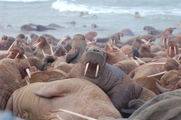 Scientists Listen to Whales, Walruses, & Seals In a Changing Arctic Seascape